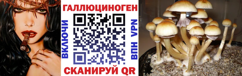 Псилоцибиновые грибы Psilocybe Ак-Довурак